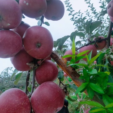 昭通丑苹果，糖心苹果