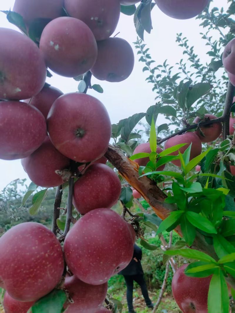 昭通丑苹果，糖心苹果
