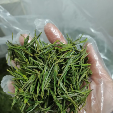 安吉白茶