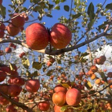 丽江糖心苹果