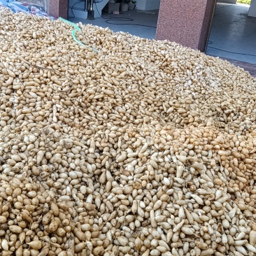 中草药莪术
