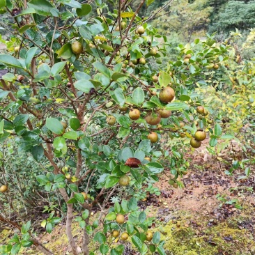 老树山茶油