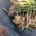 贵州镇宁二黄果姜