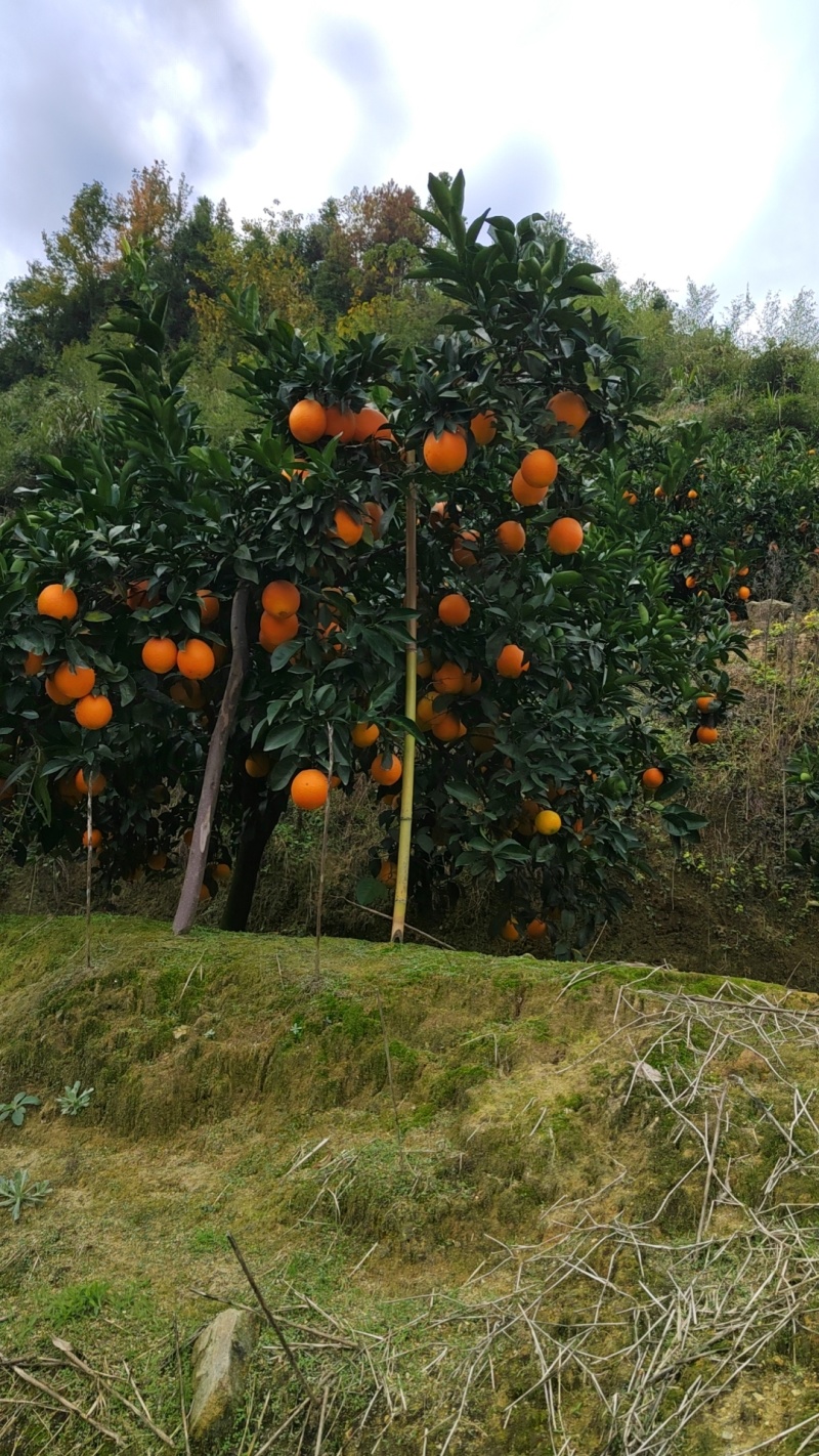 江西赣南脐橙