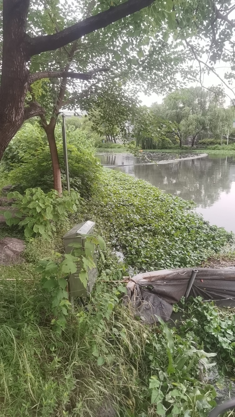 破铜钱草