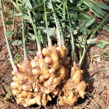生姜大黄姜