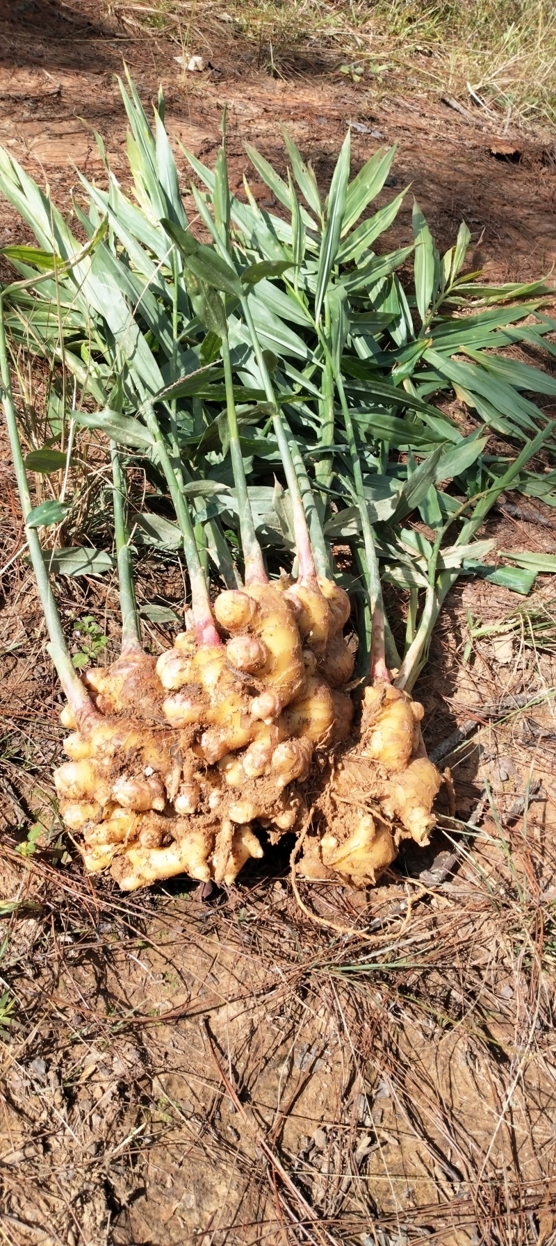 生姜大黄姜