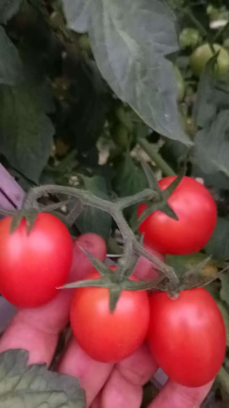 百色千禧圣女果糖度13，一手货源头大量供应