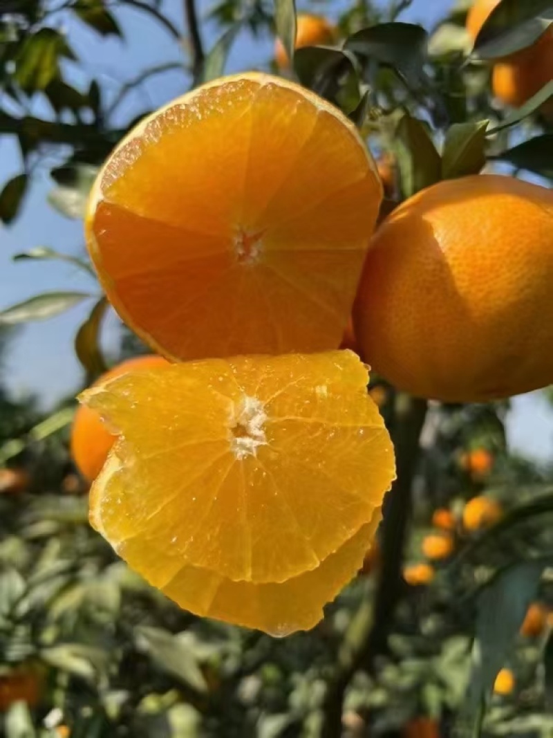 湖南麻阳冰糖橙