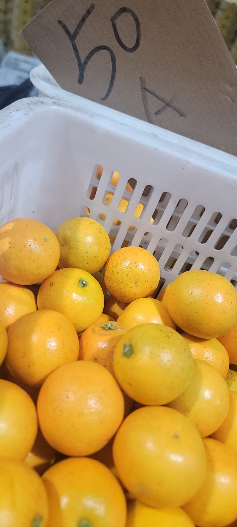 湖南麻阳冰糖橙