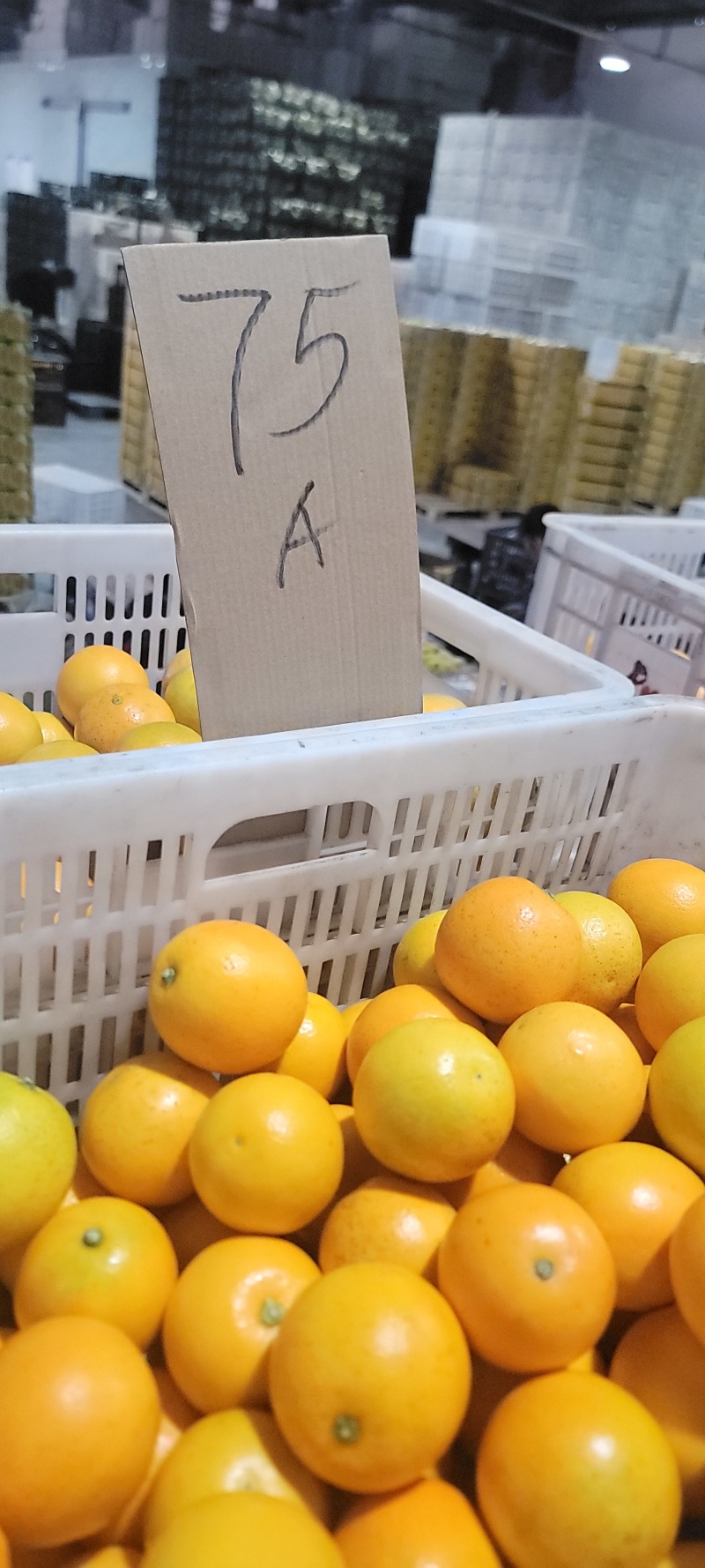 湖南麻阳冰糖橙