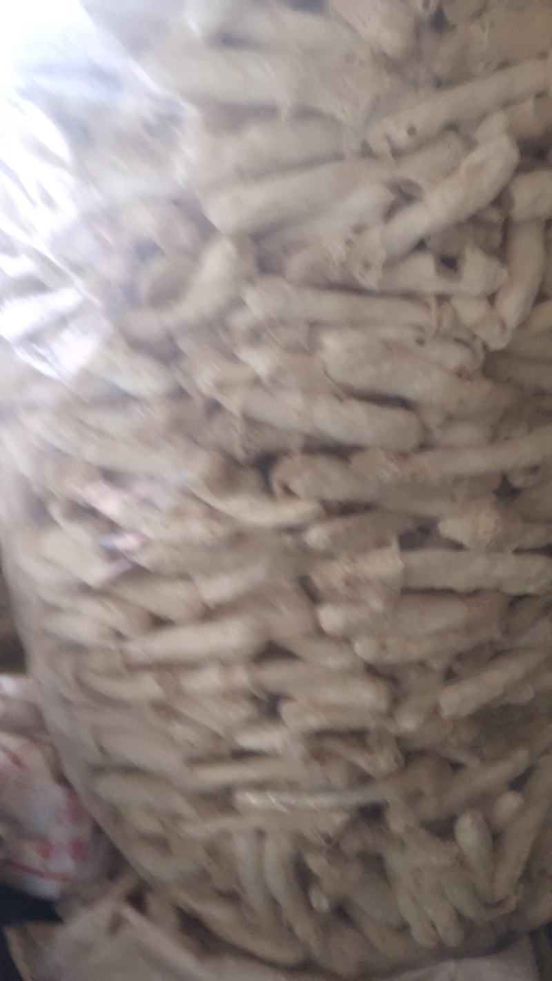 竹荪菌