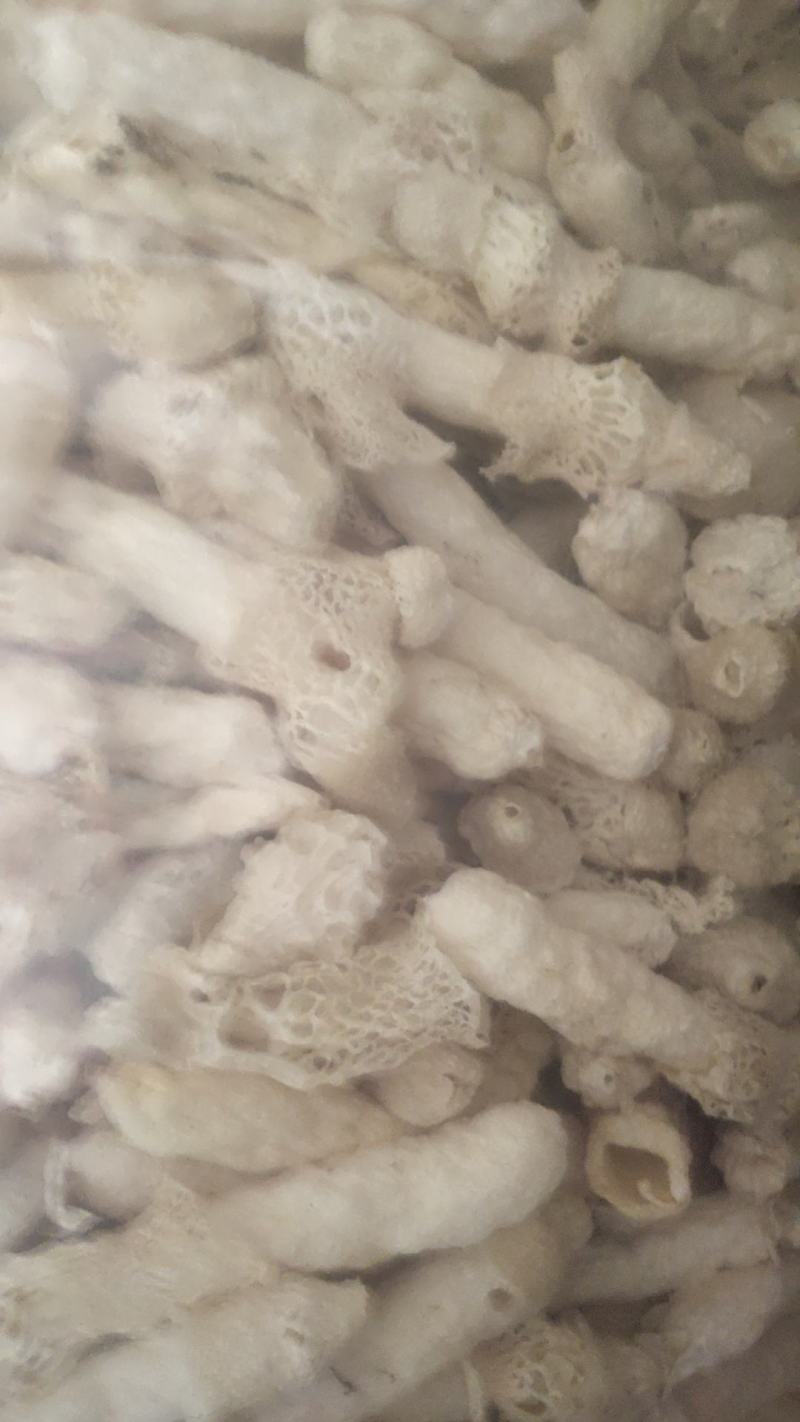 竹荪菌