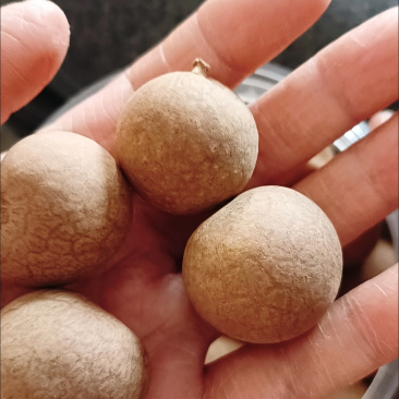 福建仙游古法烘干龙眼干