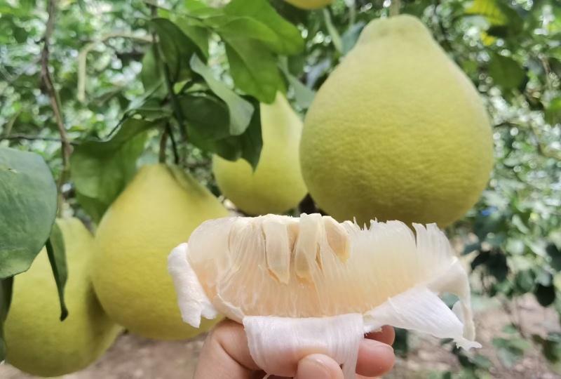 梅州金柚纯甜不酸口感爽脆清甜