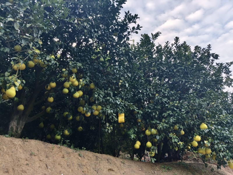 梅州金柚纯甜不酸口感爽脆清甜
