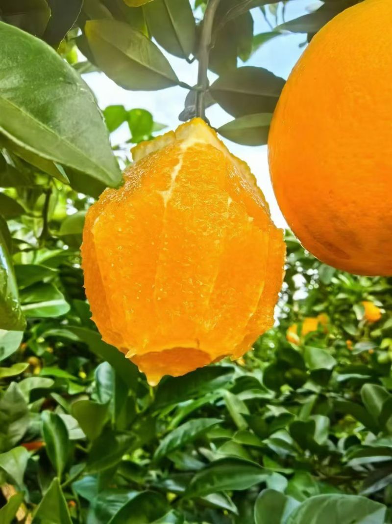 赣州脐橙