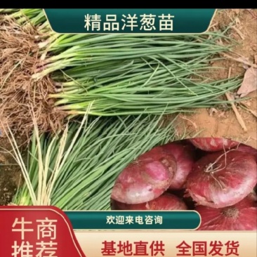 河南二红红皮洋葱苗，产地直发，现挖现发，根系发达。