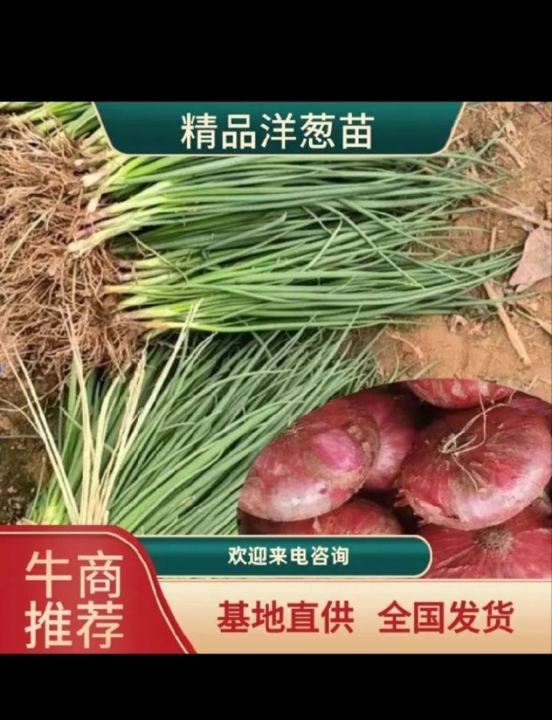 河南二红红皮洋葱苗，产地直发，现挖现发，根系发达。