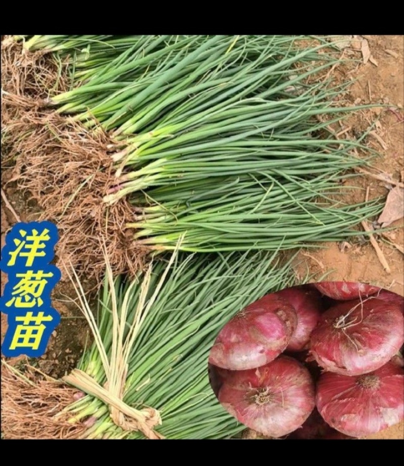 河南二红红皮洋葱苗，产地直发，现挖现发，根系发达。