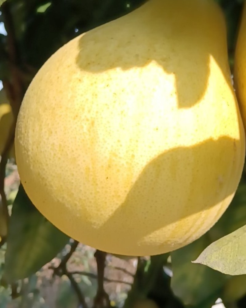 白心柚，红心柚