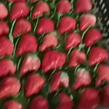 红颜奶油草莓