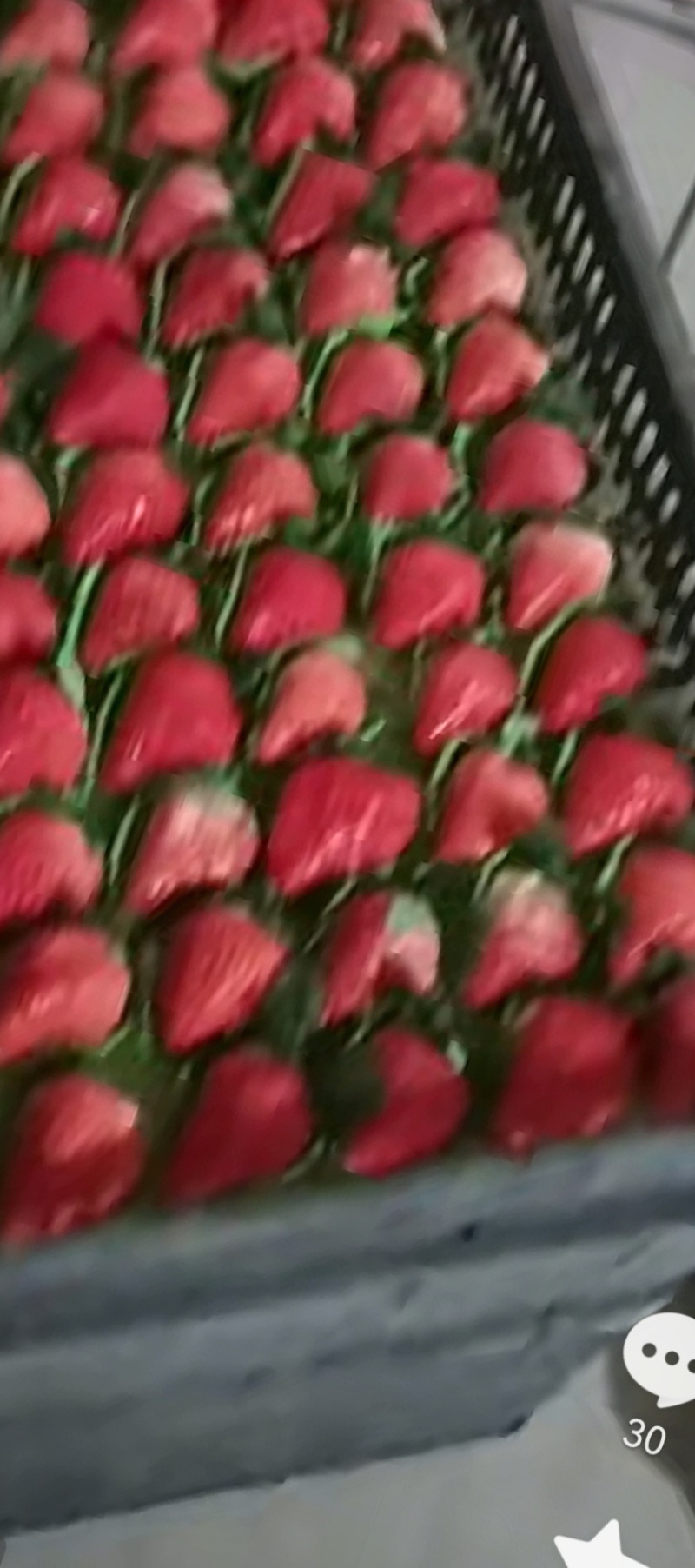 红颜奶油草莓