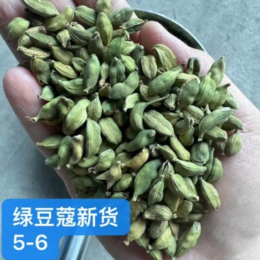 绿豆蔻各规格批发新货颜色绿颗粒饱满长期批发大量供应进口西餐调