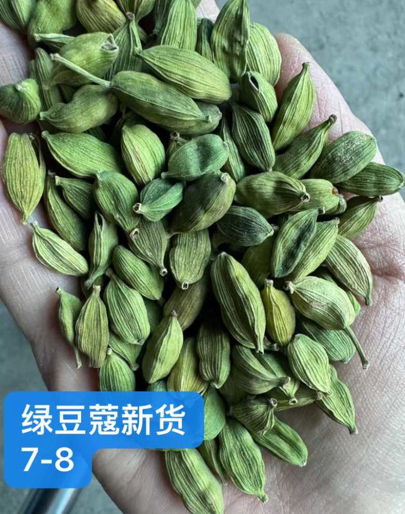 绿豆蔻各规格批发新货颜色绿颗粒饱满长期批发大量供应进口西餐调