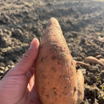 英德黄皮白皮黄心鸡蛋黄板栗薯