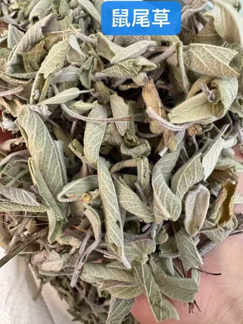 鼠尾草干货西餐调味料批发进口鼠尾草各规格一斤起批发量大价优