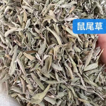 鼠尾草干货西餐调味料批发进口鼠尾草各规格一斤起批发量大价优