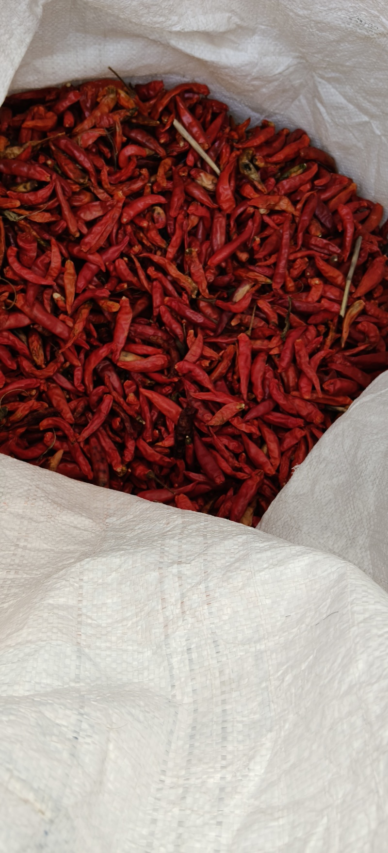 小红辣椒