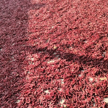 小红辣椒