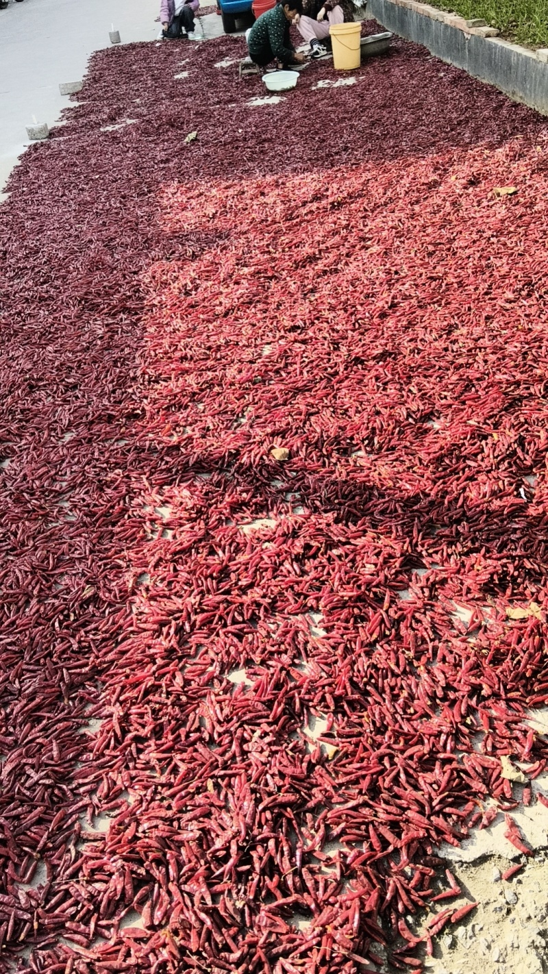 小红辣椒