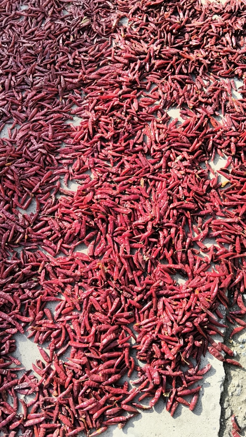小红辣椒