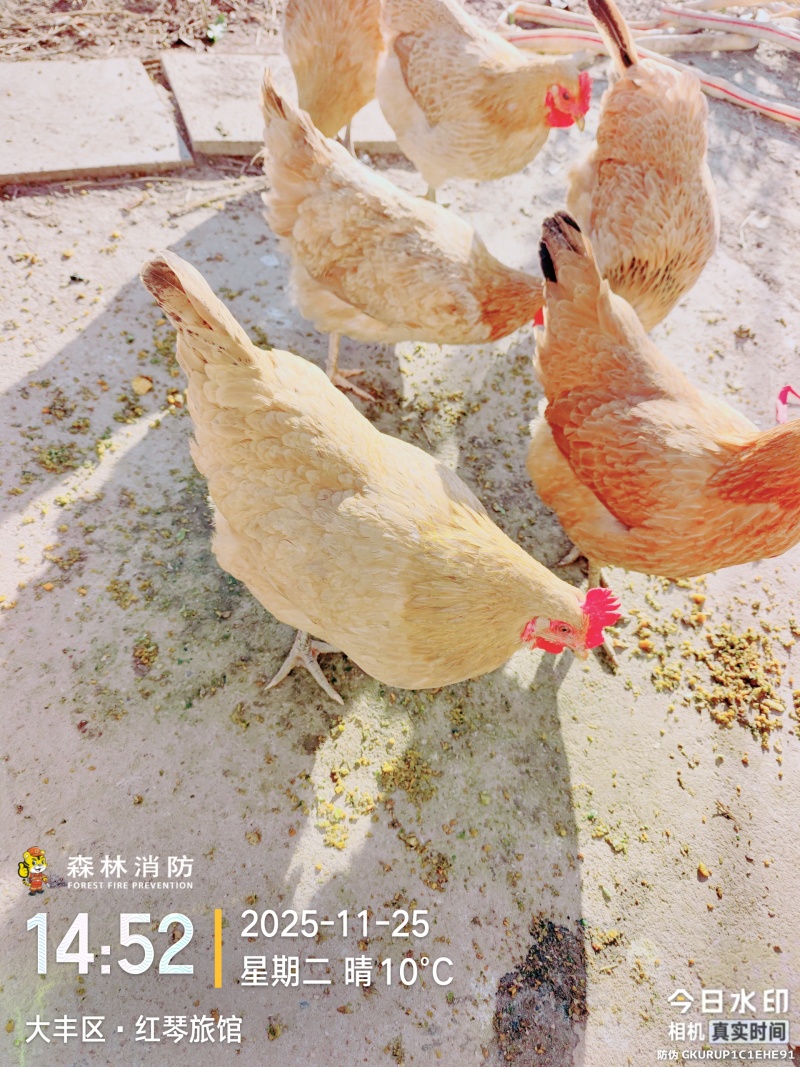 卖老母鸡