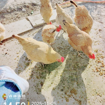 卖老母鸡