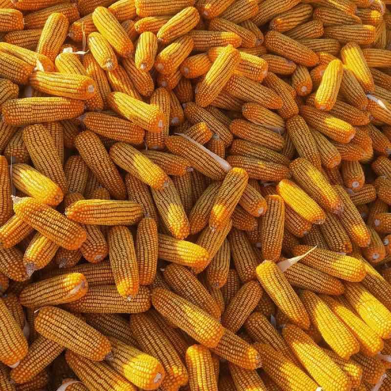 内蒙古巴彦淖优质玉米，**饲料厂。无中间商，现货充足，欢迎