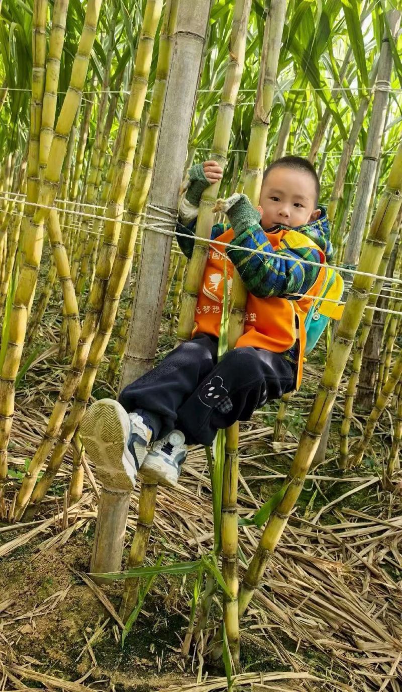 云南黄金水果甘蔗