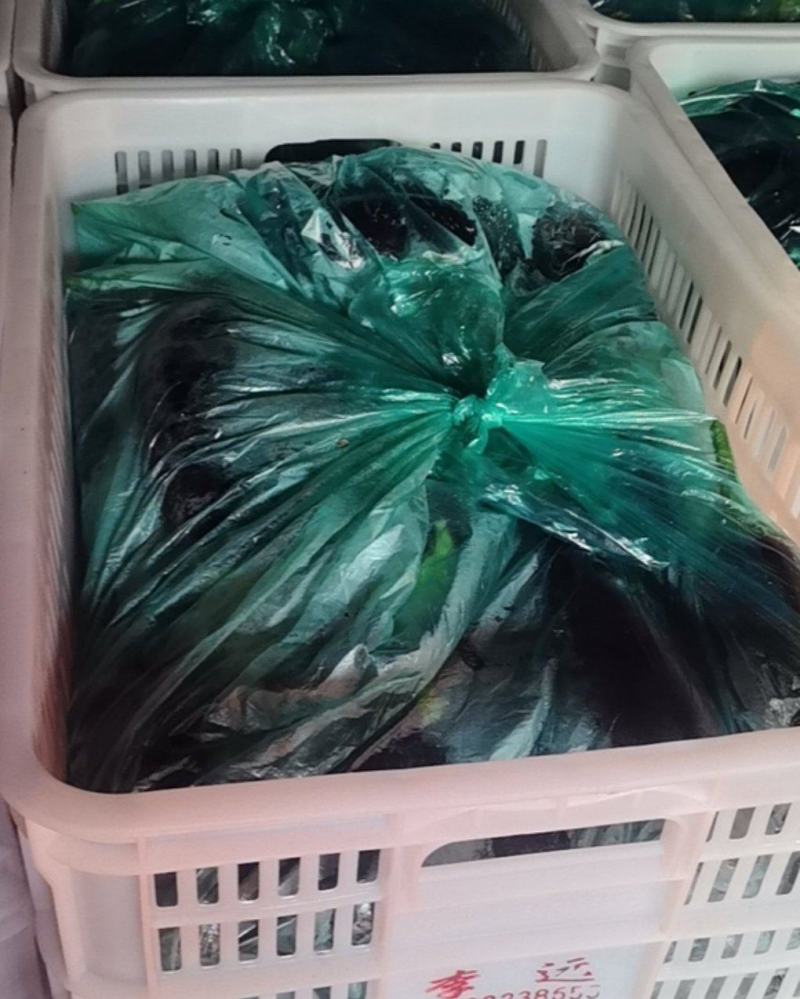 765茄子-101黑茄-黑茄王-产地直发可视频看货对接全