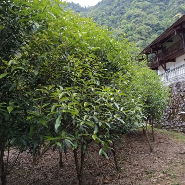 八月桂10公分左右