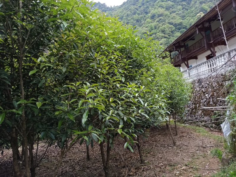 八月桂10公分左右