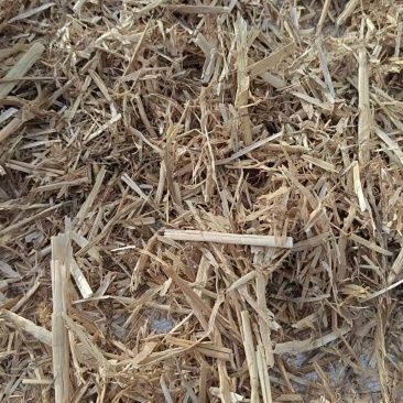 精品小麦秸秆大白包，原厂直销。