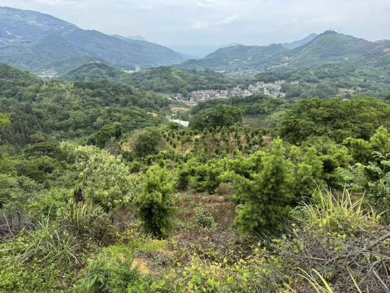 永春小黄姜山地种植耐存辛辣足