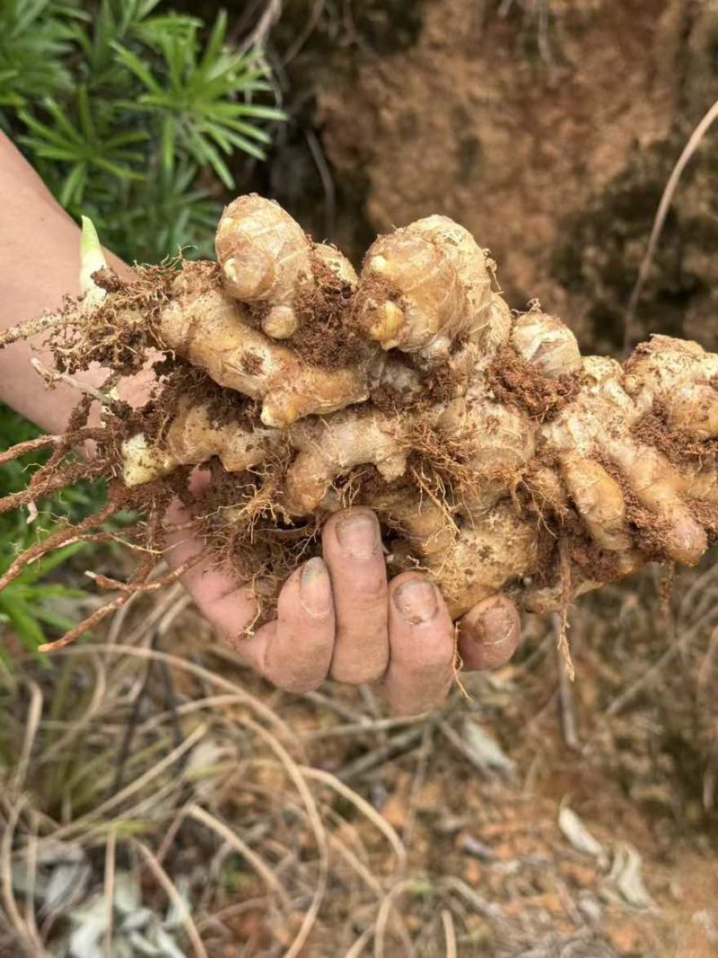 永春小黄姜山地种植耐存辛辣足