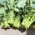 板苔菜苔大量有货