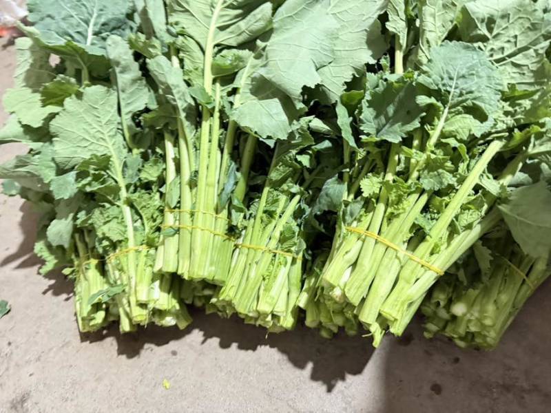 板苔菜苔大量有货