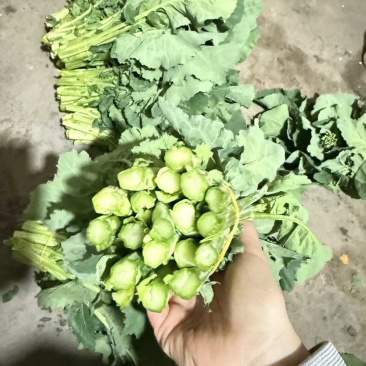 板苔菜苔大量有货