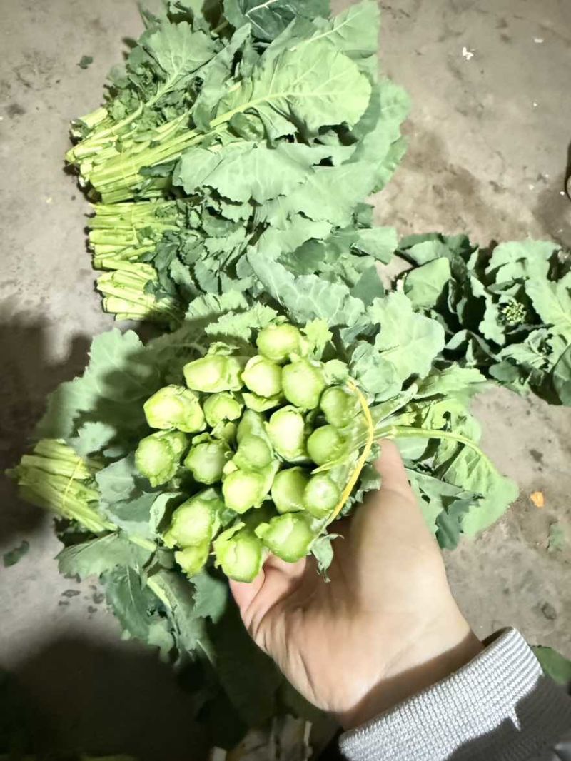 板苔菜苔大量有货
